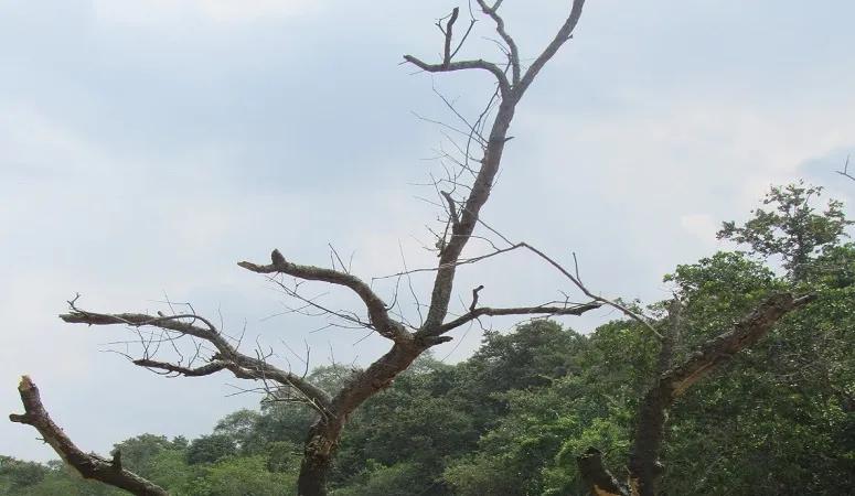 গাছের মাথা ছেঁটে মোখা মোকাবিলার প্রস্তুতি কলকাতায়