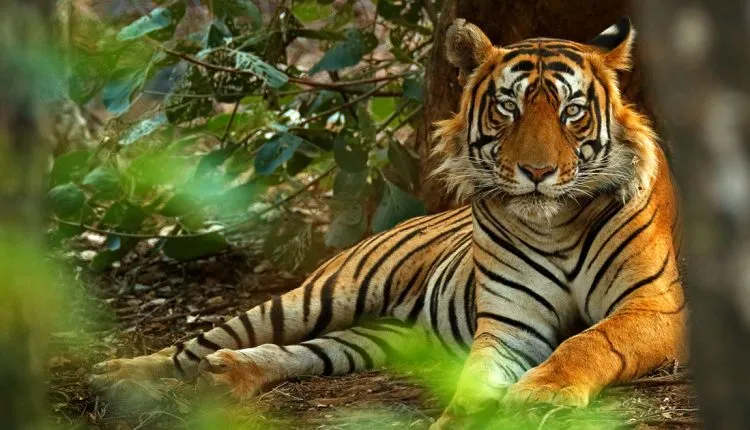 বিশ্বের ৭৫ শতাংশ বাঘের বাস এখন ভারতে