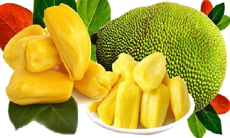 জাতীয় ফল কাঁঠালের উপকারিতা
