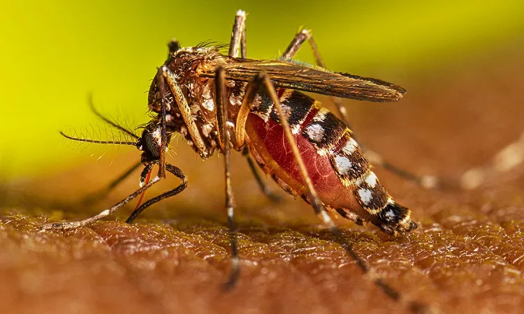Dengue menace: 3 die, 767 hospitalized in 24 hrs