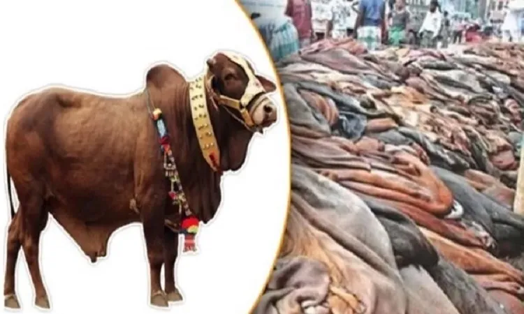 গরুর চামড়া প্রতি বর্গফুট ৪৭ টাকা