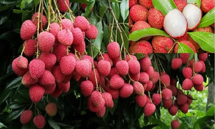 রসালো ফল লিচুর উপকারিতা