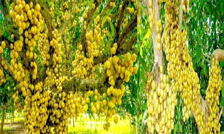 লটকনের যত গুণ