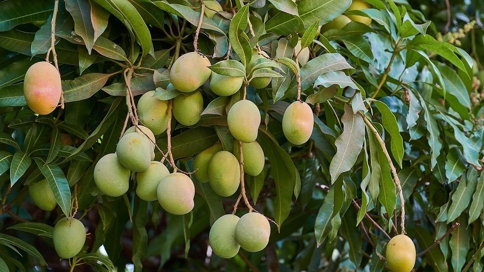 Mango-682b2dad5b01a