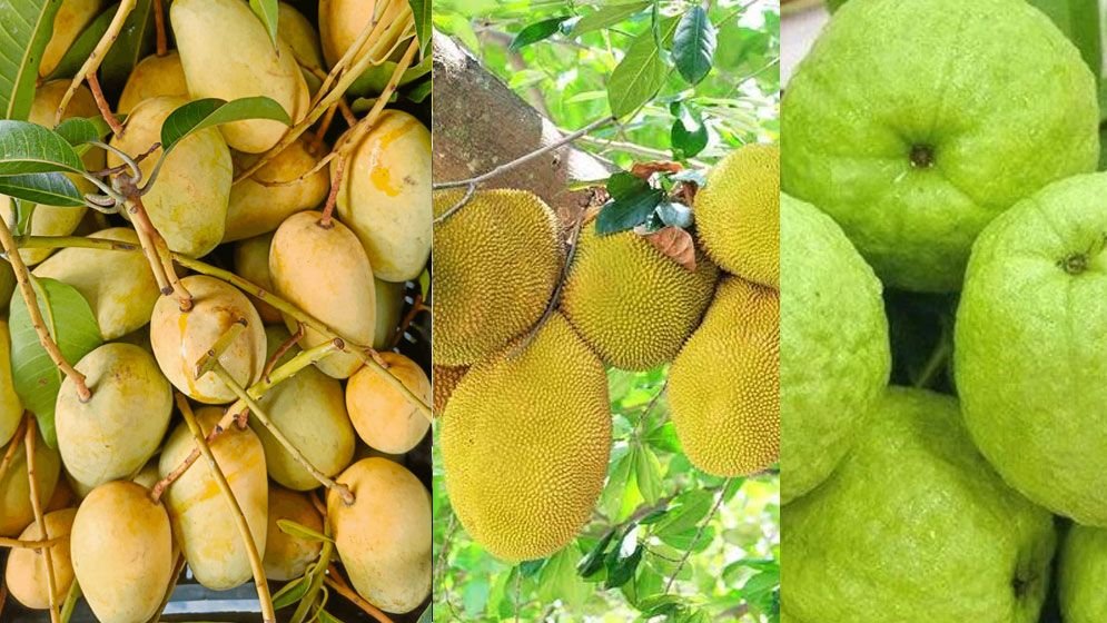Mango-Jecfrout-Goyaba-67dc24599a049