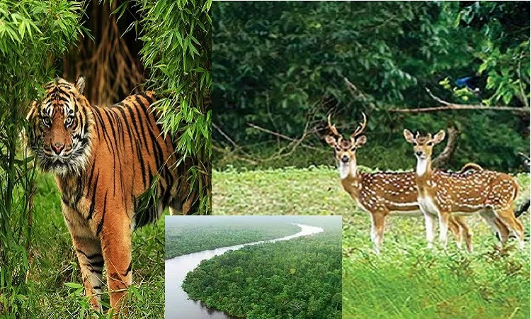 ১ জুন থেকে সুন্দরবনে প্রবেশ নিষিদ্ধ
