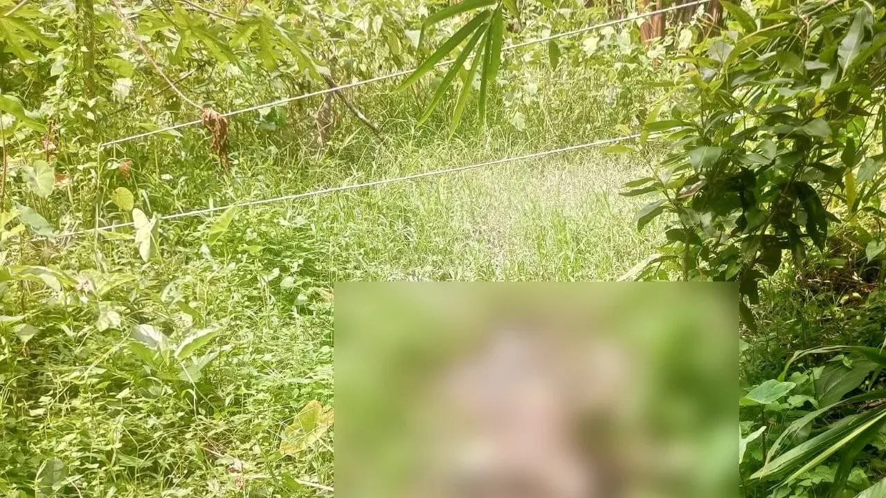 নেছারাবাদে ডোবা থেকে বৃদ্ধের গলিত মরদেহ উদ্ধার