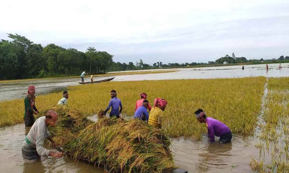 Netrokona-ED-UP