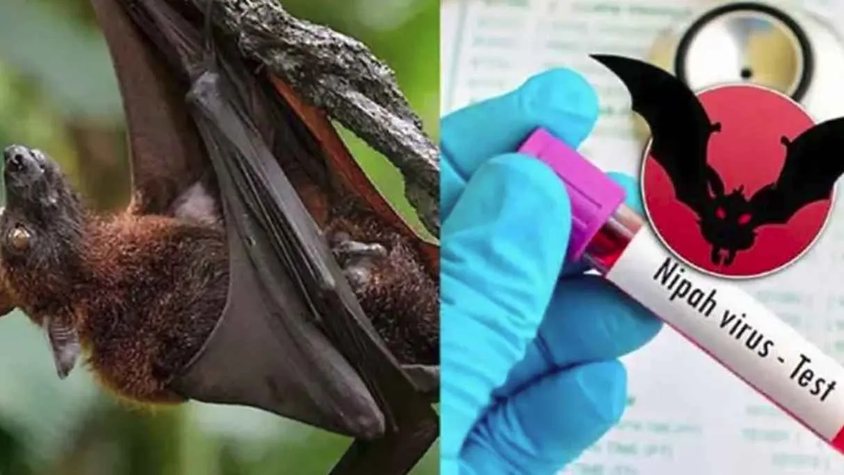 নিপাহ ভাইরাস শনাক্ত ৩৫ জেলায়