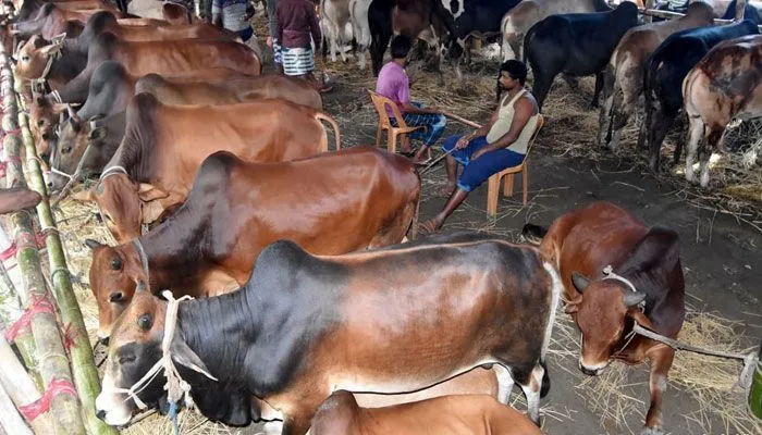সারাদেশে ১ কোটি ৪১ হাজার পশু কোরবানি