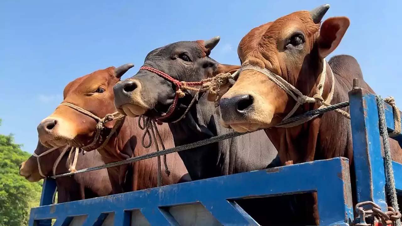 Qurbani-Truck
