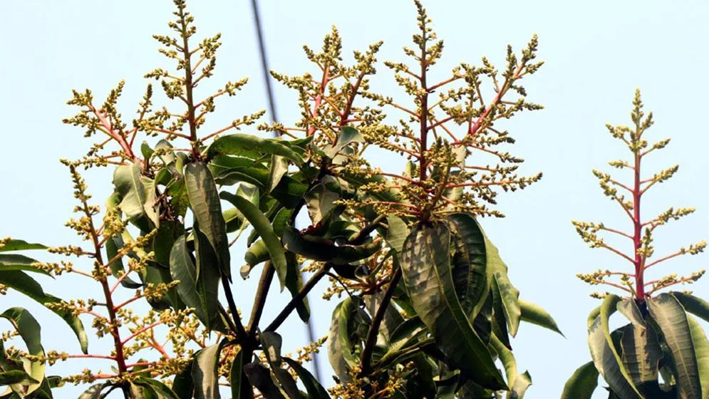 রাজশাহীতে ফুটছে আমের মুকুল, ঘন কুয়াশায় ক্ষতির শঙ্কা চাষিদের