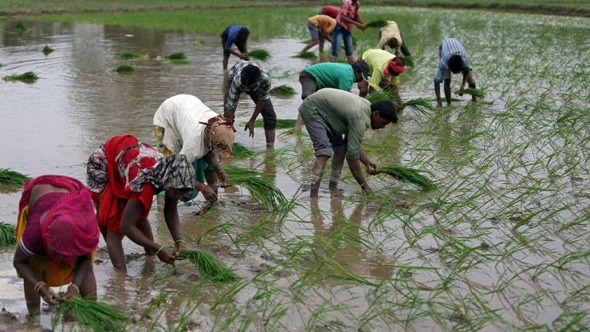 Rice prices set to climb further after India export ban, trade at standstill