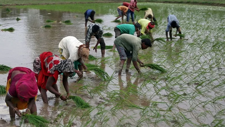 Rice prices set to climb further after India export ban, trade at standstill