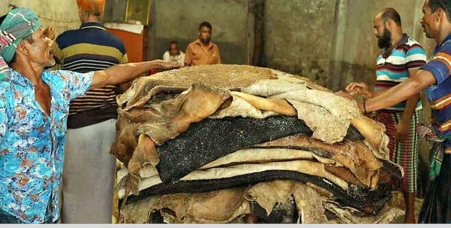 দাম বাড়বে কোরবানির পশুর চামড়ার