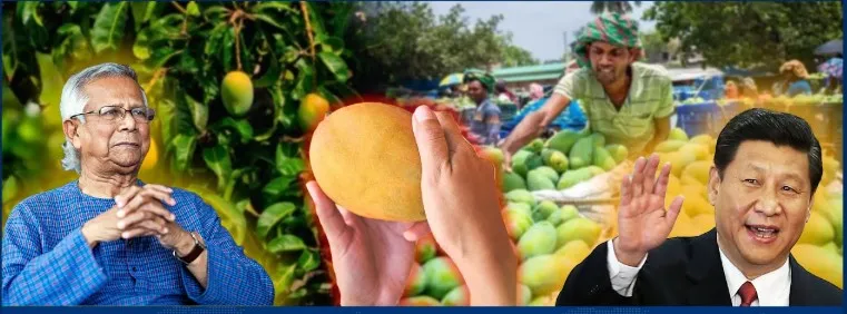 প্রথমবারের মতো আজ চীনে আম রপ্তানি হচ্ছে, যাবে সাতক্ষীরা ও যশোরের আম