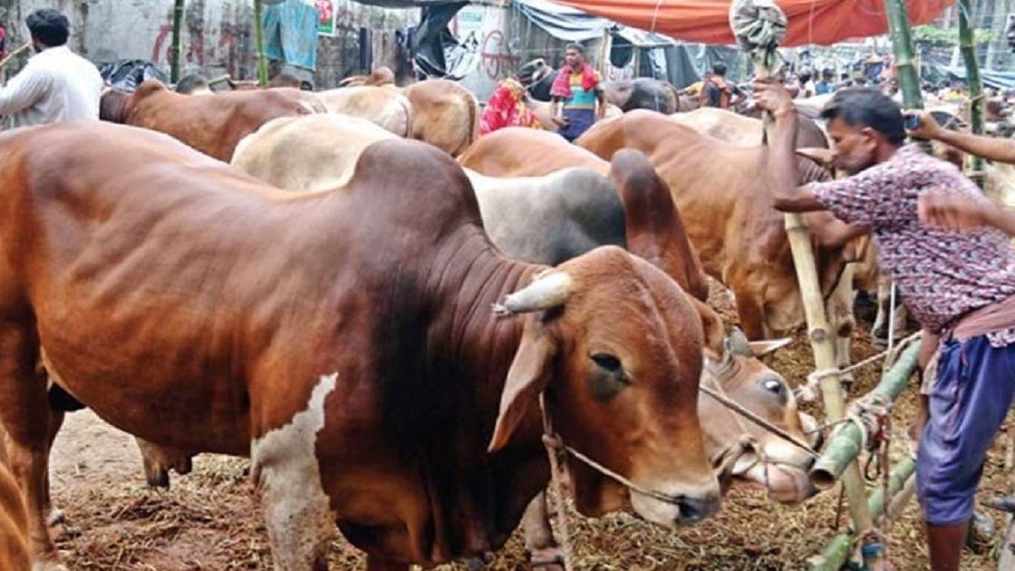 Eid-ul-Azha: When will Bangladesh adopt a smart slaughtering system?
