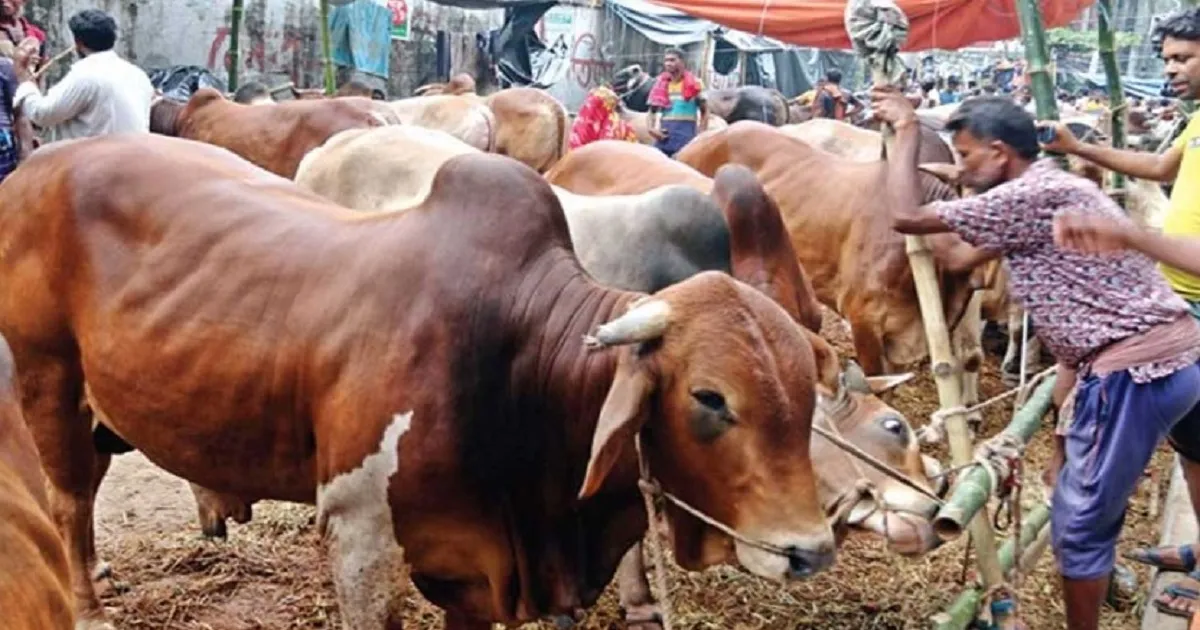Eid-ul-Azha: When will Bangladesh adopt a smart slaughtering system?