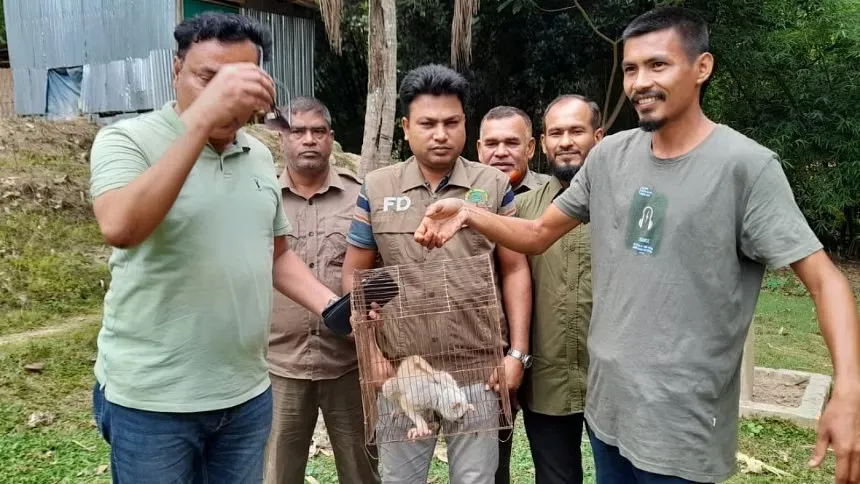 Slow loris rescued in Bandarban