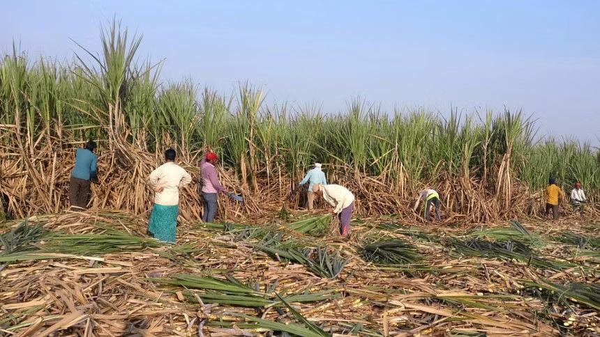 World's No.2 sugar producer India may need imports in 2025
