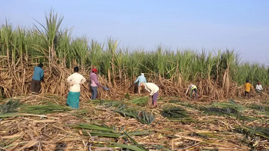 World's No.2 sugar producer India may need imports in 2025