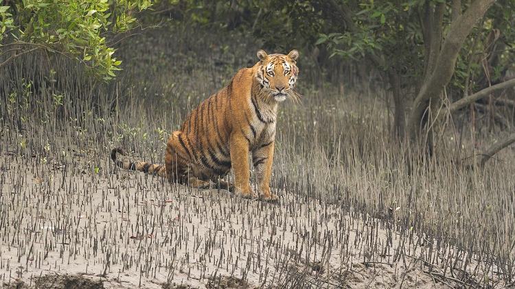 A rare sighting: 4 tigers seen together in Sundarban