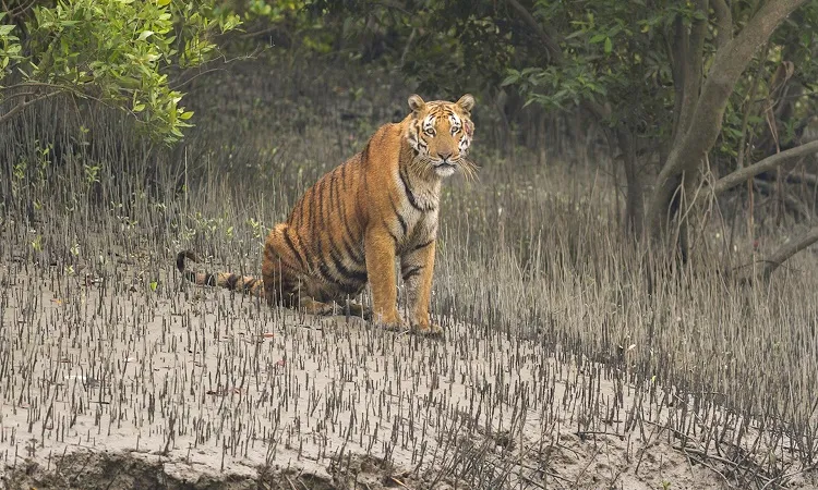 A rare sighting: 4 tigers seen together in Sundarban