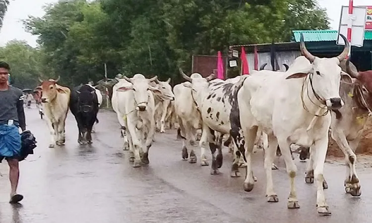 ভারতীয় গরুর দাপটে খামারিরা আতঙ্কে