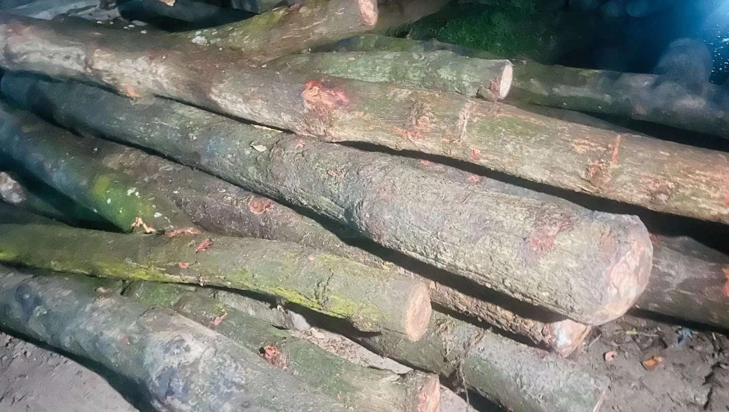 শাল-গজারি গাছ পাচারের অভিযোগ