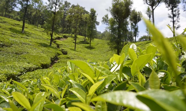 Tea workers tk 170 wage: Mixed reaction from the workers