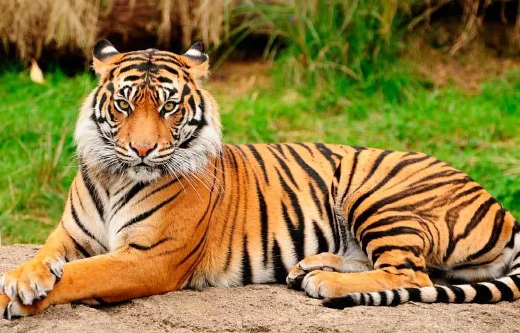 বিশ্ব বাঘ দিবস আজ