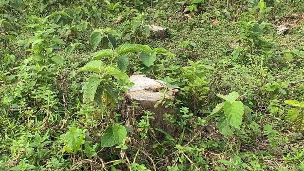 পাহাড়ের ২৫ হাজার গাছ কেটে বন উজাড় চোর চক্রের