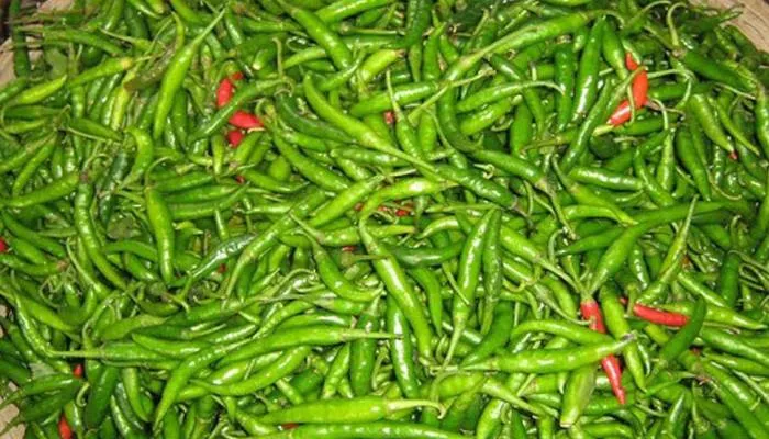 কাঁচামরিচের কেজি ১ হাজার টাকা