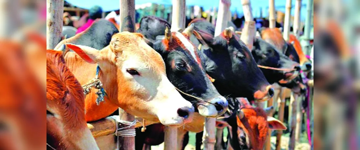 রাজধানীর ১৬ স্থানে বসবে পশুর হাট
