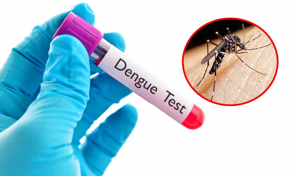 3 dengue patients die, 782 hospitalised in last 24 hrs