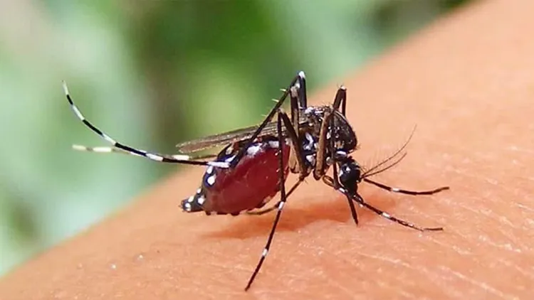 ডেঙ্গু থেকে বাঁচতে স্বাস্থ্য অধিদপ্তরের যেসব পরামর্শ