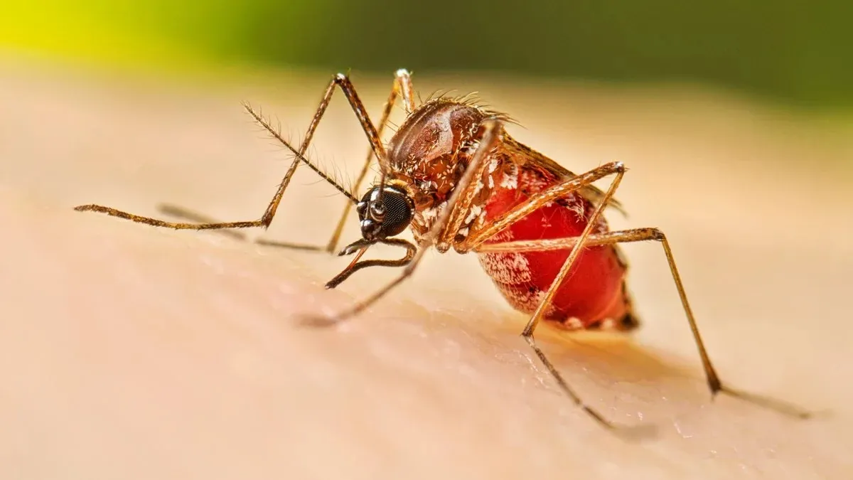 One dies of dengue in last 24 hrs