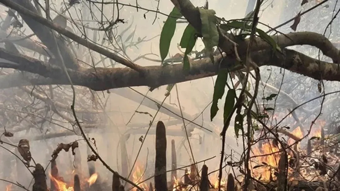 Sundarban fire: Low tide delaying dousing operation