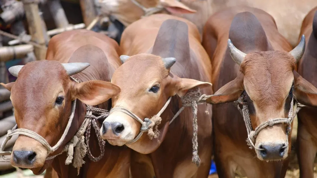 Dhaka to have 22 cattle markets for Eid-ul-Azha