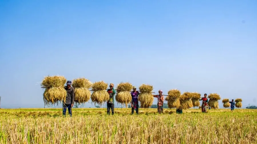 Govt to provide 64C in incentives to boost Aush production