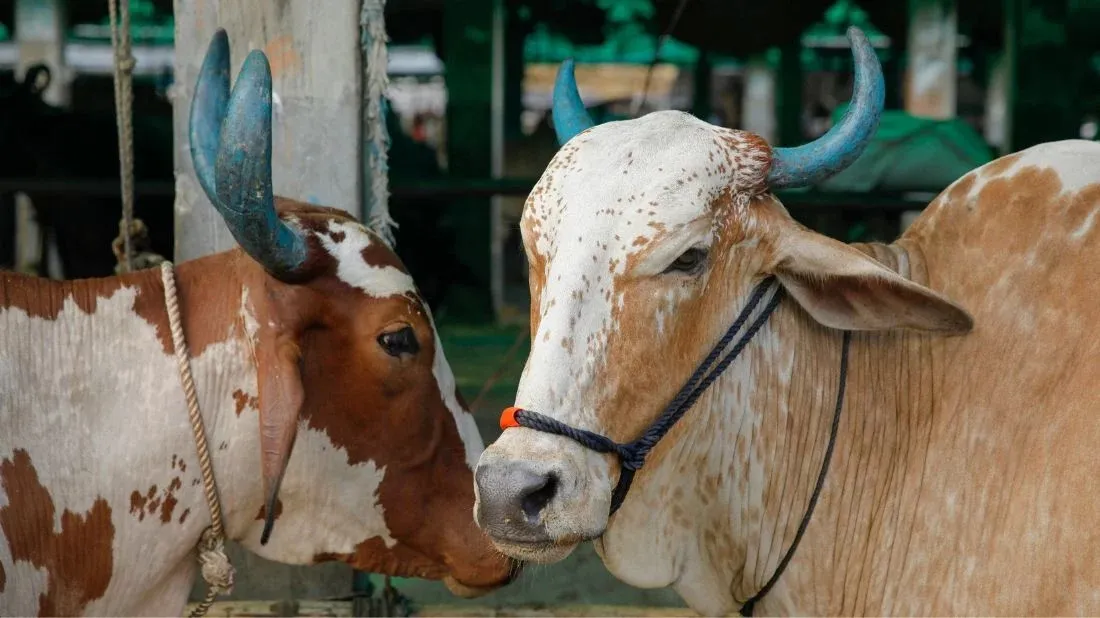 Minister: Number of cattle more than demand for Eid-ul-Azha
