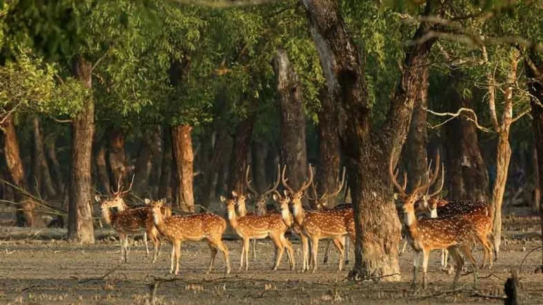 Cyclone Remal: 30 deer carcass recovered from Sundarbans