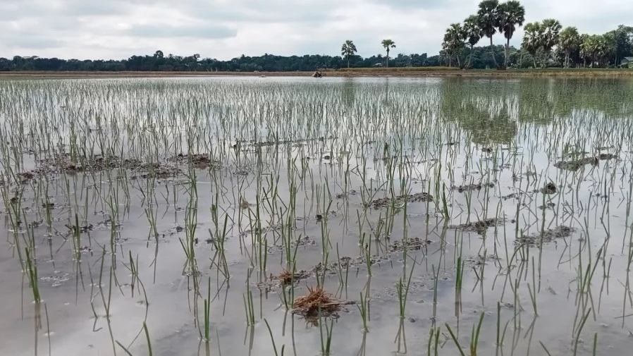 Heavy rainfall threatens onion harvest in Faridpur