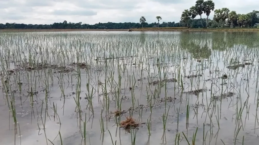 Heavy rainfall threatens onion harvest in Faridpur