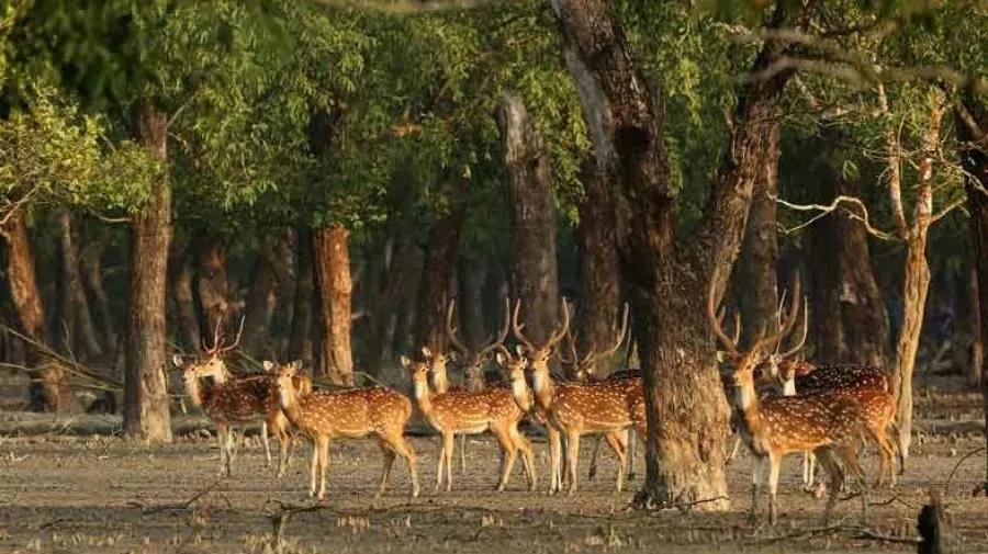 Sundarbans Day to be observed in southwestern region Wednesday