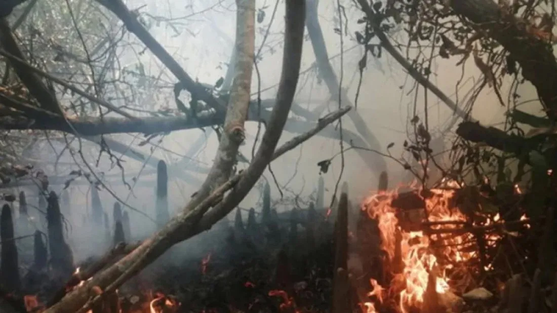 Fire breaks out at Sundarbans