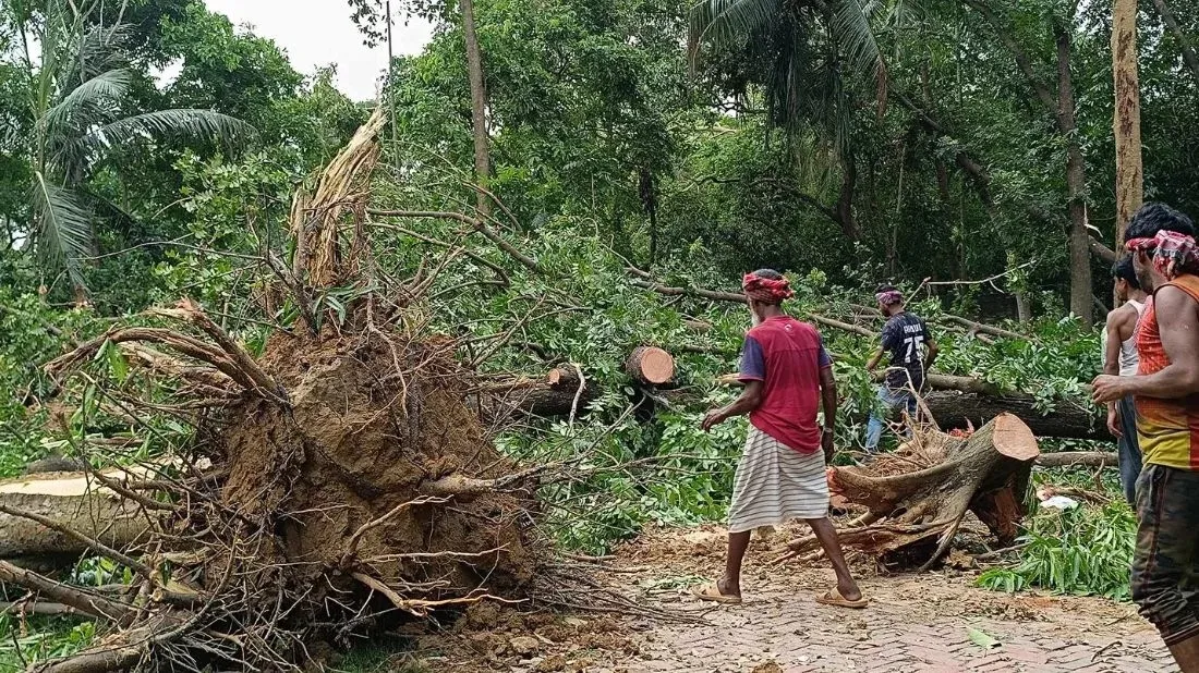 JU students protest tree felling on campus without master plan