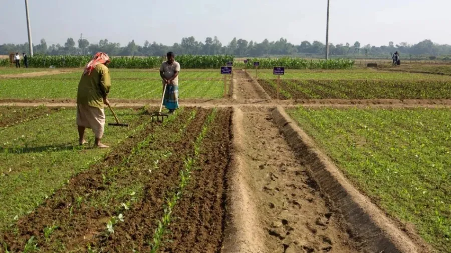 Govt to provide 108C incentive for high-yield rice production