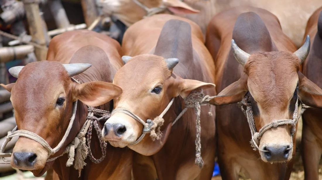Supreme Court upholds High Court order disallowing cattle market at Aftabnagar