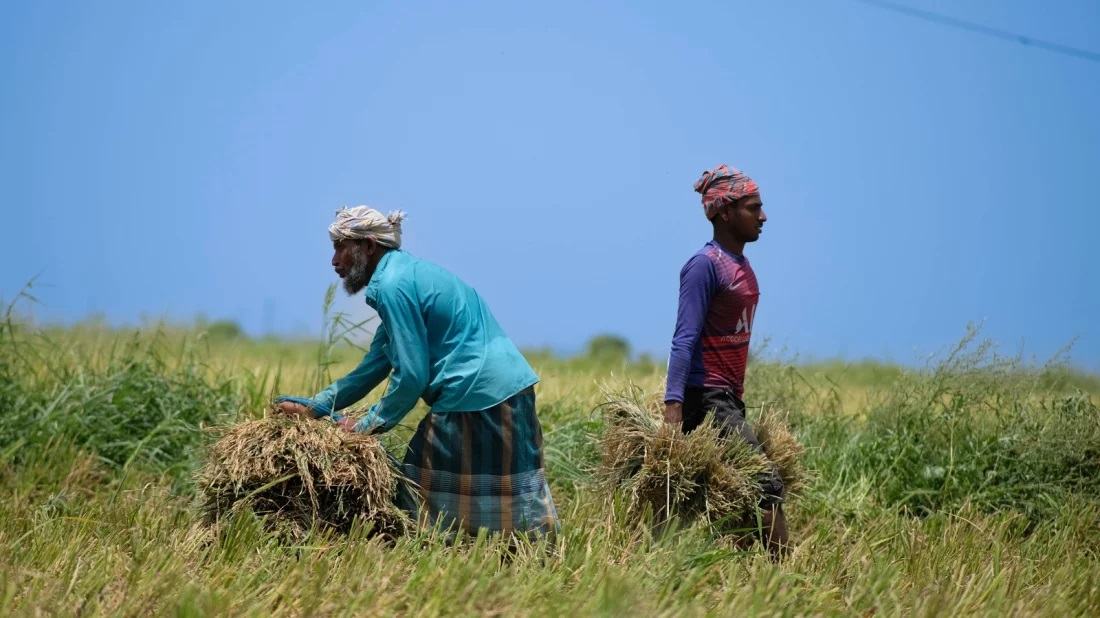 Agri Ministry: 97% boro paddy harvested in haor areas